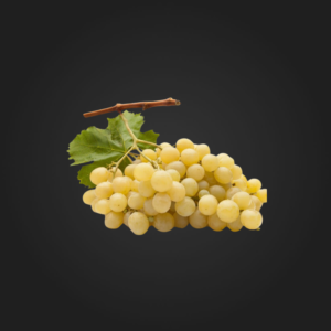 Struguri Muscat